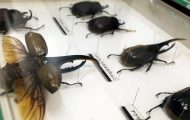 ヘルクレスオオカブトムシ。世界最大・最強のカブトムシ