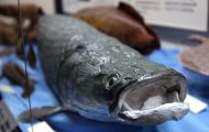 ピラルクー。世界最大の淡水魚