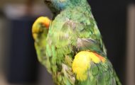 アオボウシインコ