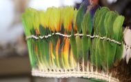 さまざまな種類のインコの羽根を使用